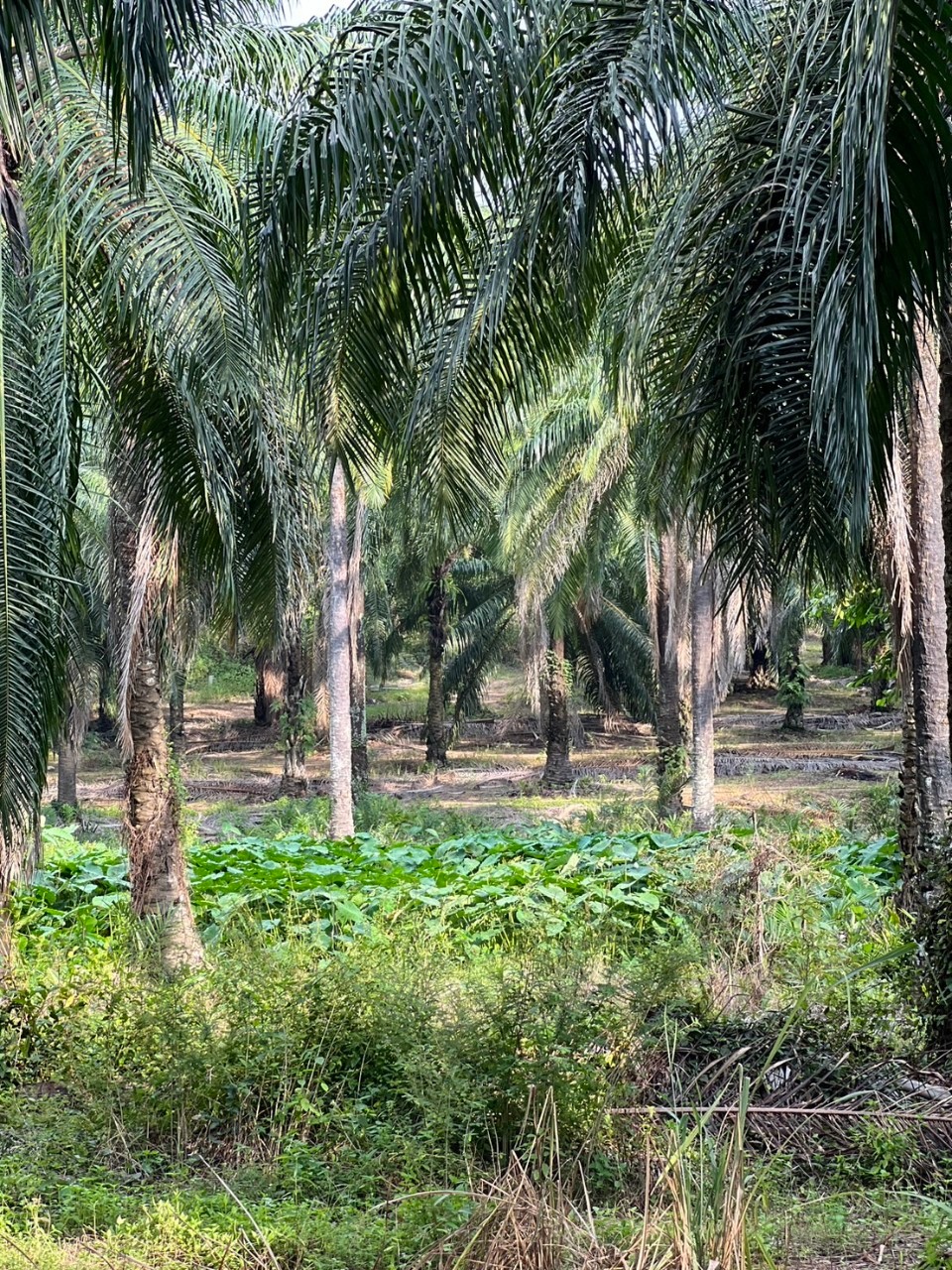 LINE_ALBUM_GM's album PJH3 run_ 527_241011_150